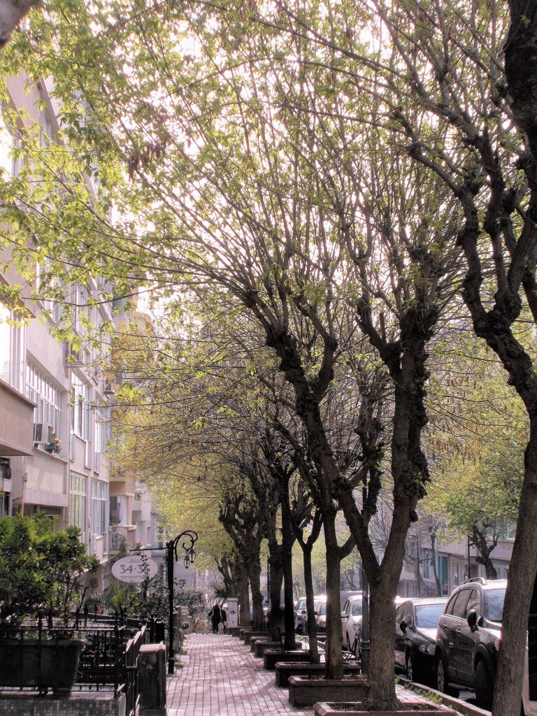 萌える命が降り注ぐ～～