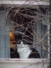 待ちきれニャイ～お外～