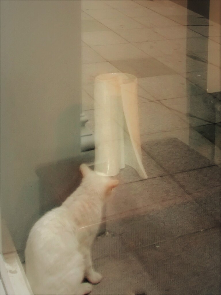 ガラスの中のネコ～☆