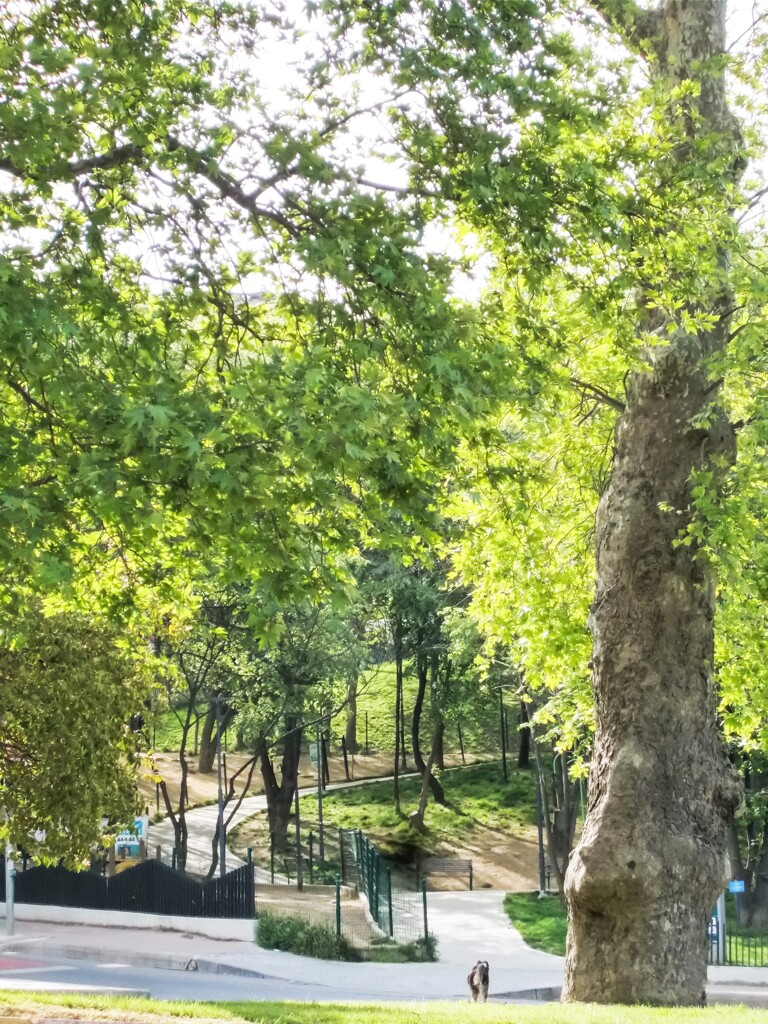 春なのに…　後姿のしぐれていくか…