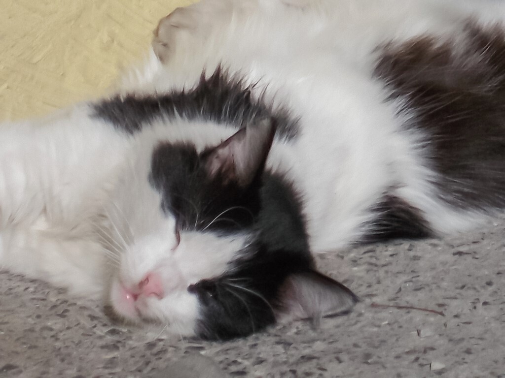 朝陽のKO勝ち！