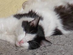 朝陽のKO勝ち！