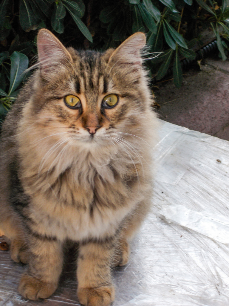 チビ虎ちゃんのクリームパンお手て～