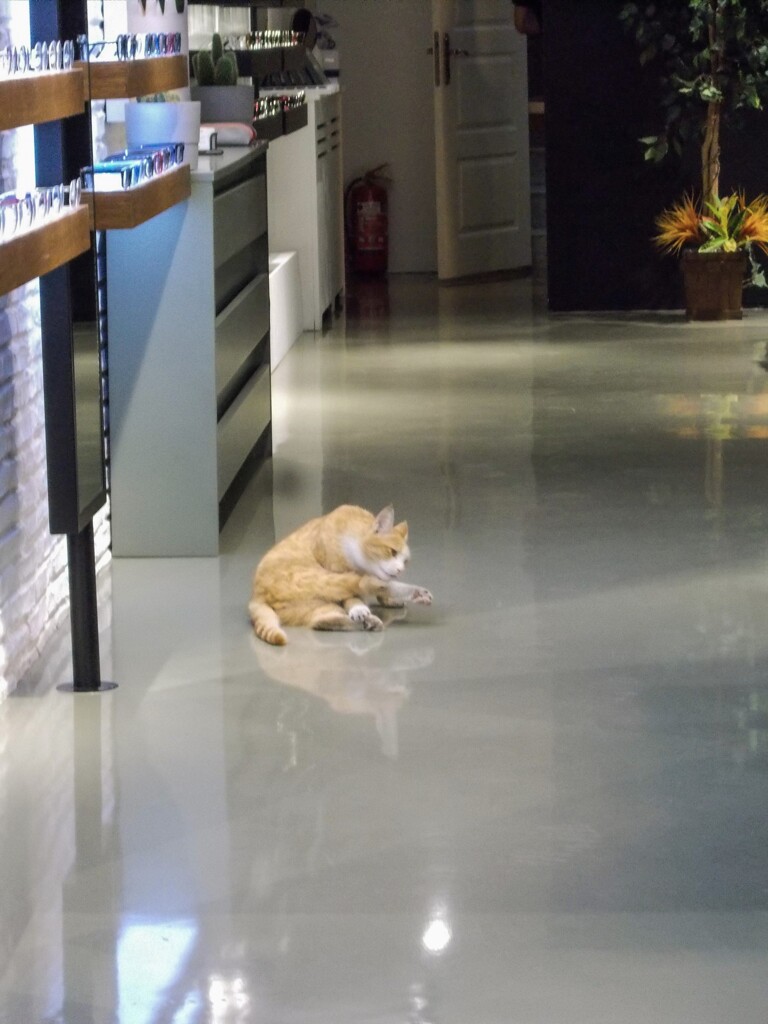 後ろ足も素敵だニャ～～♡