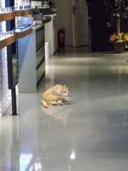 後ろ足も素敵だニャ～～♡