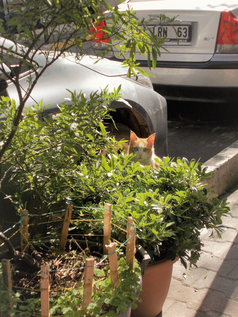 かくれんぼ～　見～つけた～♪