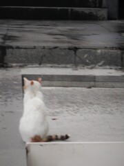 噛みしめる孤独・・・