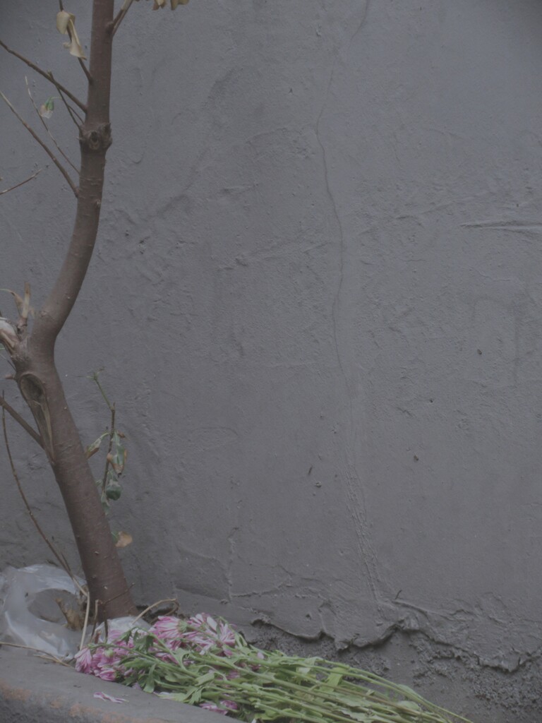 萎れて…捨てられて…