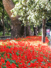 朝陽　歩道の花壇のサルビアのグラデーションが～♡