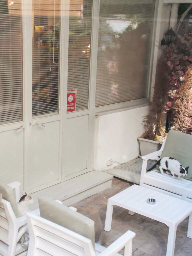 口うるさそうなニャン～