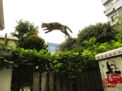 飛んだ!♪!~~ 飛んだ!♪!~~