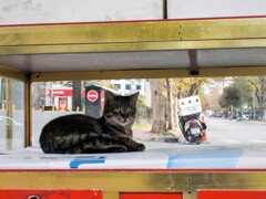 ベーグル売りの屋台のガラスケースですニャン～