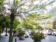 散歩道～　今はきっとこんな感じ～～