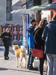 今　秋田犬が人気です～　ATM操作中の飼い主に誰も寄せつけません