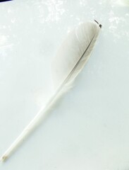 さっきまでは…カモメだったのに…