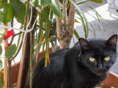 黒猫…　そんな不信の目をしないで～♡