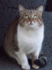 鳥になりたいニャ～