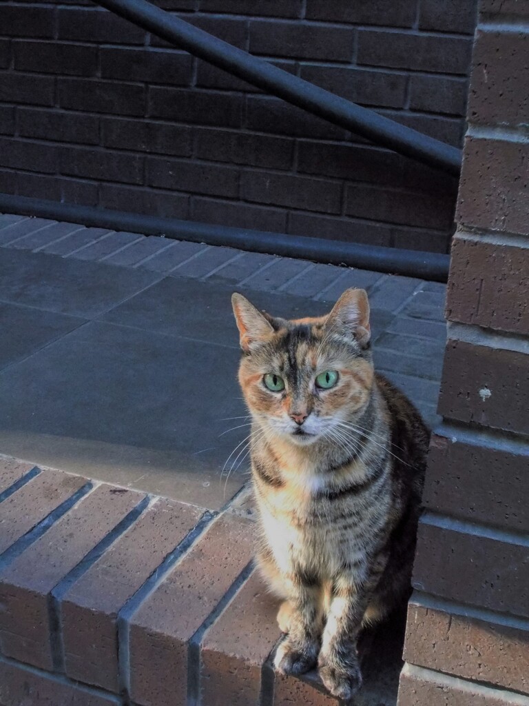 ポッて…あどけニャイのね…♡