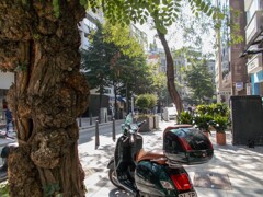 傷だらけの老樹の見てきたもの達・・・