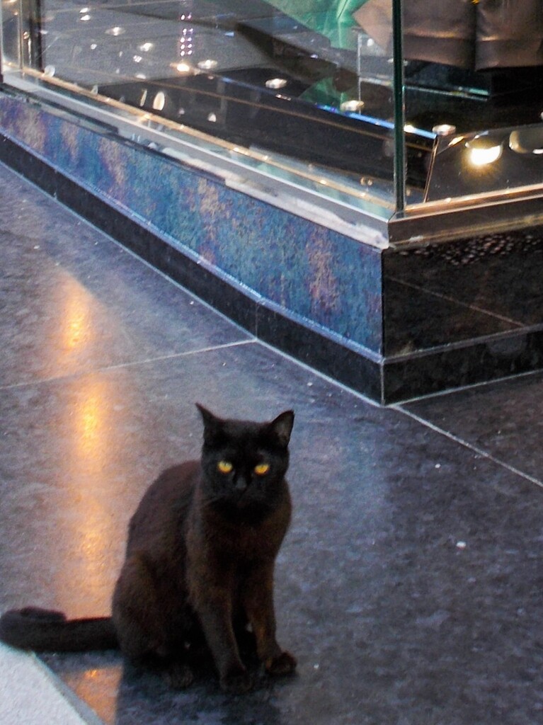 金色の黒猫～☆～