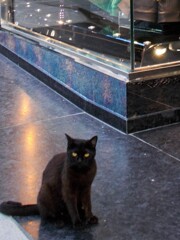 金色の黒猫～☆～