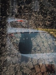 春は　ミャだですか…？