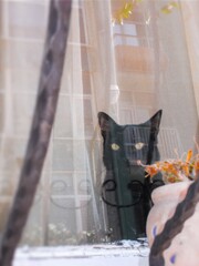 窓からコロナを見張りましゅ～