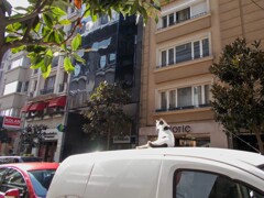 朝の渋滞～　高見の見物～