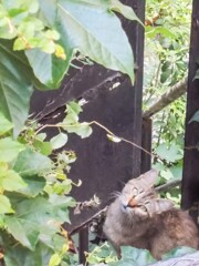 ペリスコープ　潜望鏡ニャン～☆