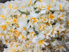 ジプシーが摘んできてくれた　野生の水仙～～♡