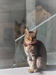 おめかしニャン　ご機嫌ニャニャめ／