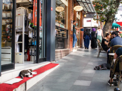 人間は元気だね！