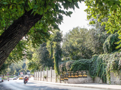 葉っぱだらけの路