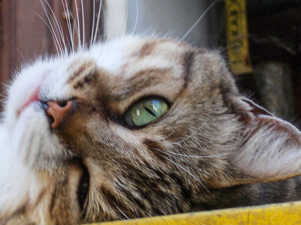 コケティッシュ