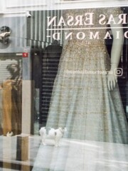 Wニャン　レストランちの子とドレス屋さんちで夜を明かした野良ニャン