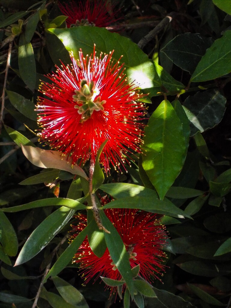 クラクラ燃える～～　　日の丸でした…