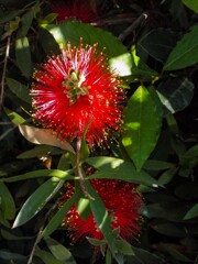 クラクラ燃える～～　　日の丸でした…