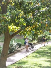 ベビーカーから見た遠い思い出～～