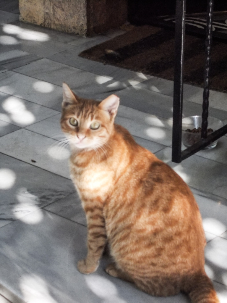 シャボン玉ニャン　