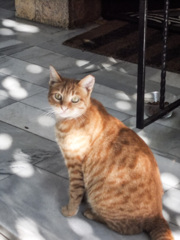 シャボン玉ニャン　