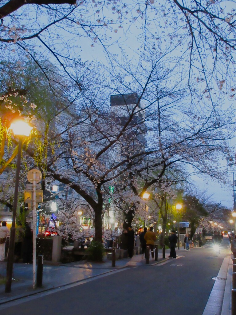 さくらの夜は…