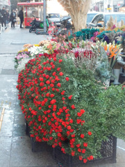 Kokina Çiçeği～　新年のお祝いの実コキナ～