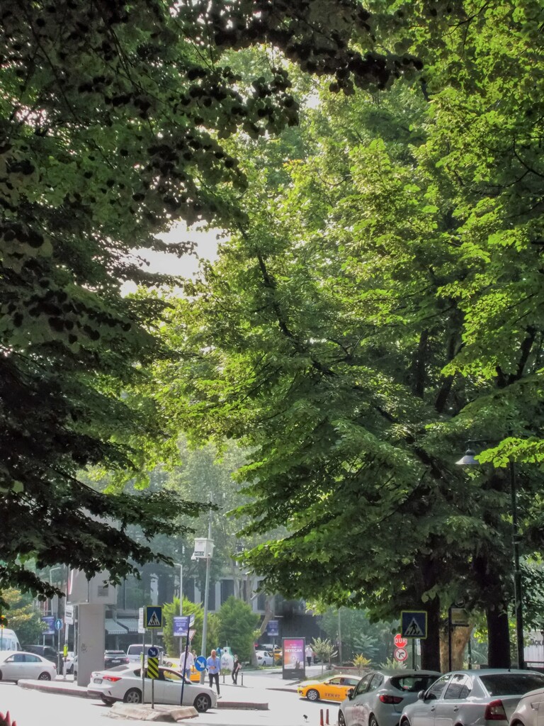 私達の何倍も生き延びてきた大樹達～