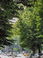 私達の何倍も生き延びてきた大樹達～