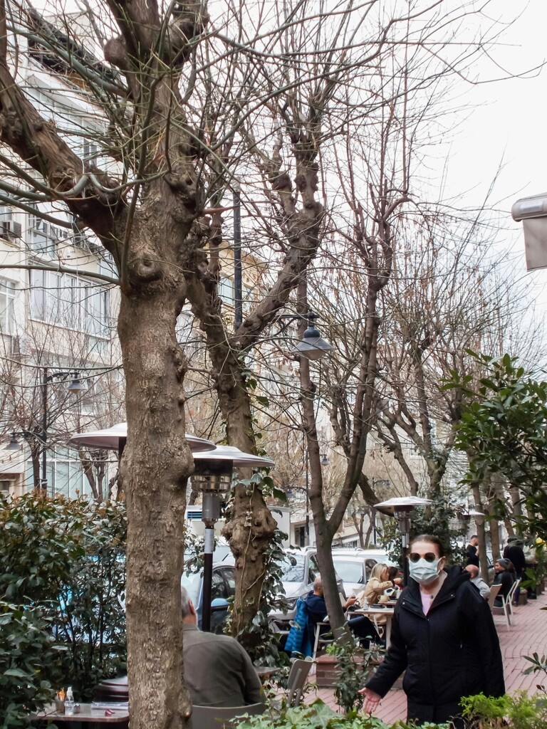 今年は街路樹の芽吹きが遅いです…