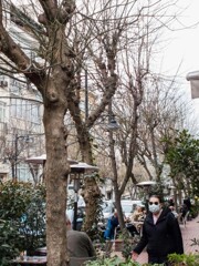 今年は街路樹の芽吹きが遅いです…