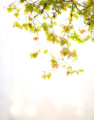 短い一生です。.。o○～