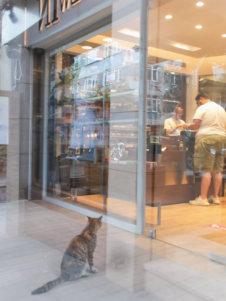 ふ～ん　ヒュウマンにもいろんな品種があるのかニャ…？