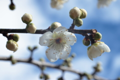 梅は咲いたか桜はまだかいな①