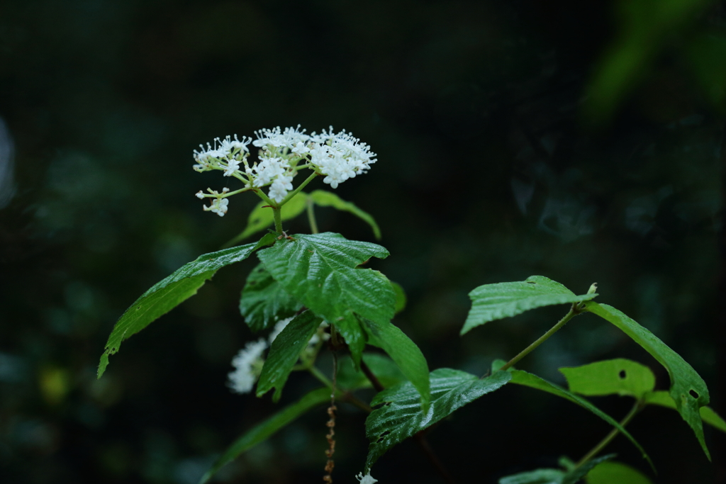 花の匂いで虫を誘う